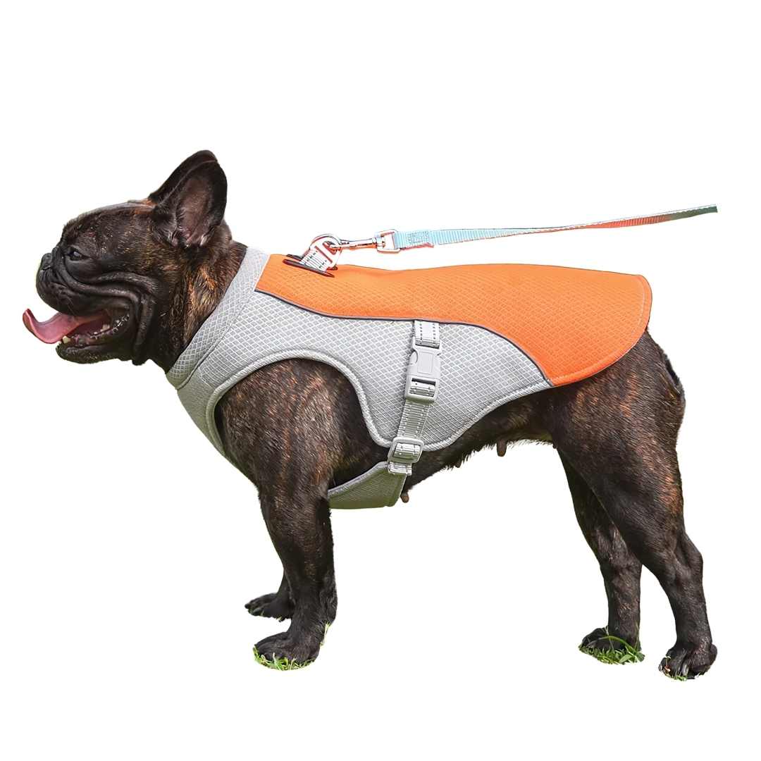 Refreshing Heat Protection for Dogs During Summer