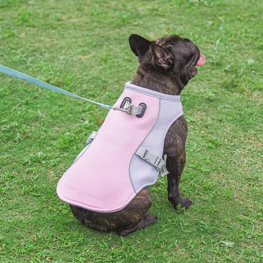 Refreshing Heat Protection for Dogs During Summer