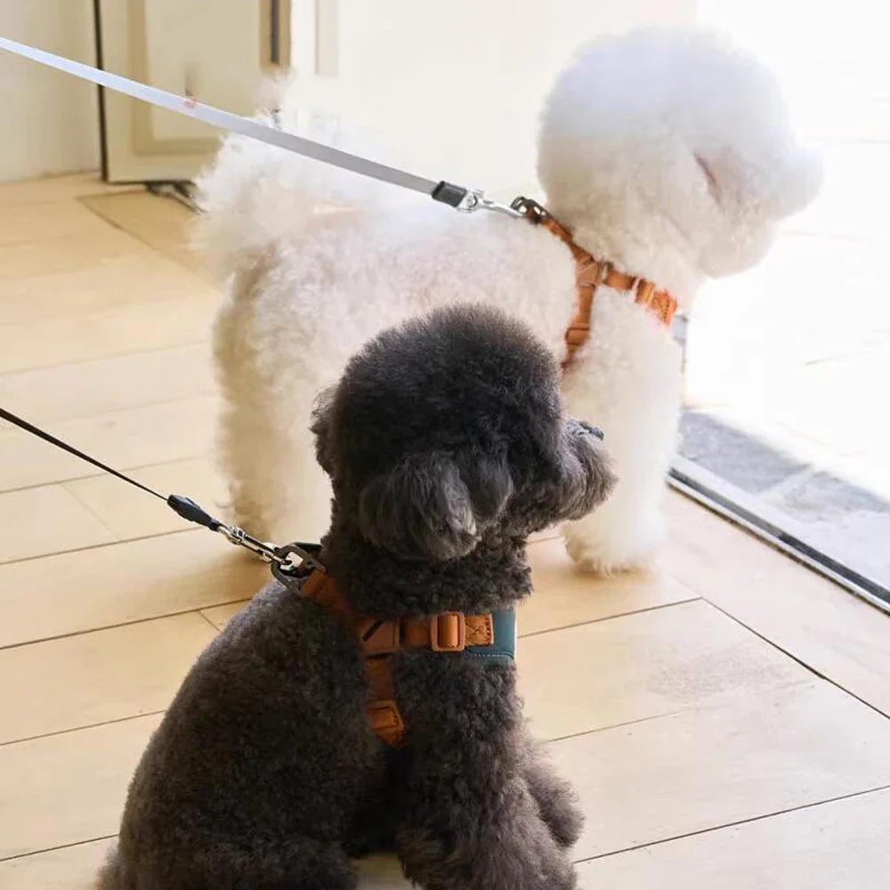 Cute and Adjustable Harness & Strap for Comfort and Safety