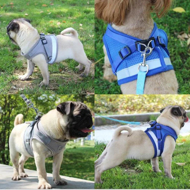 Mesh Harness and Leash for Ultimate Comfort During Walking