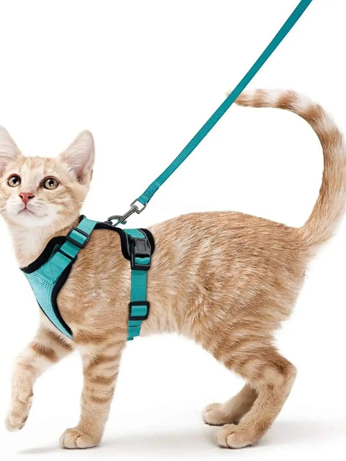 Comfortable and Safe Walking Harness for Cats