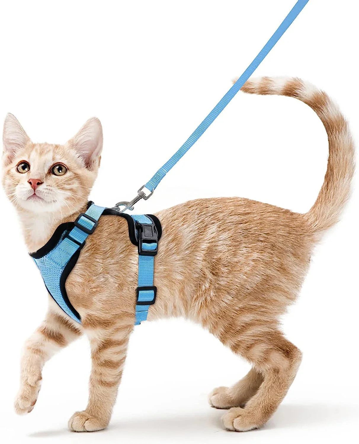 Comfortable and Safe Walking Harness for Cats