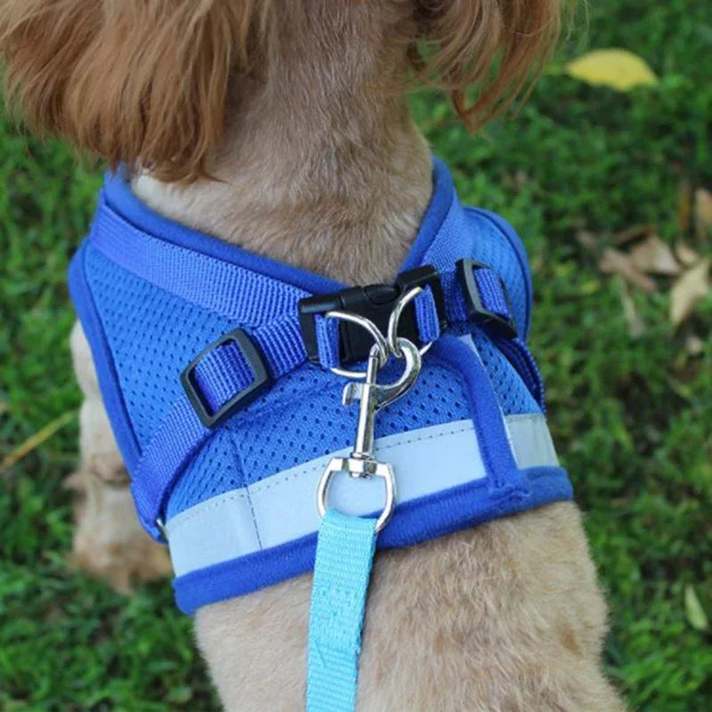 Mesh Harness and Leash for Ultimate Comfort During Walking