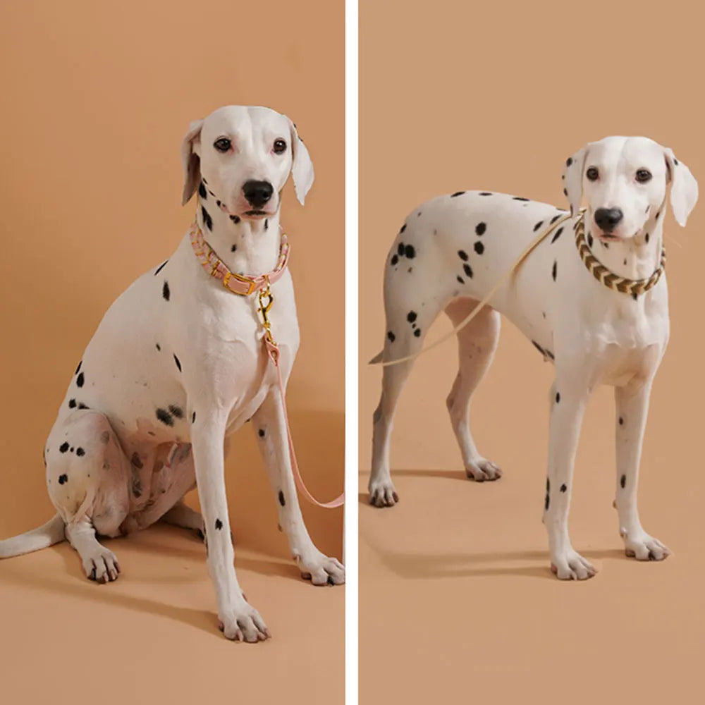 Vibrant and Cool Dog Collars for Every Adventurous Dog