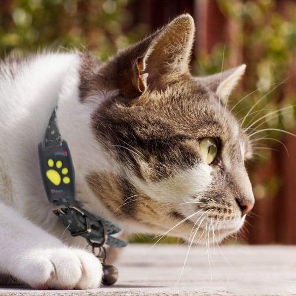 GPS Tracking System for Cats with Live Tracking and Real-Time Updates