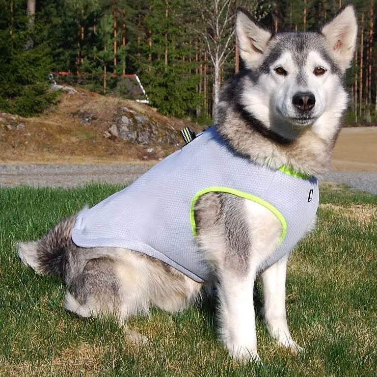 Accurate Temperature Measurement for Your Pet's Well-being