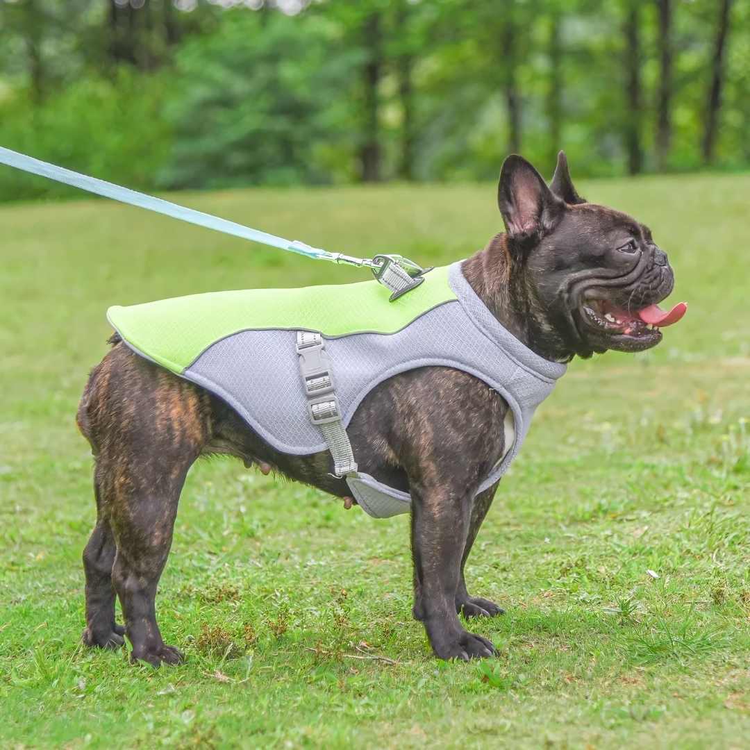 Refreshing Heat Protection for Dogs During Summer