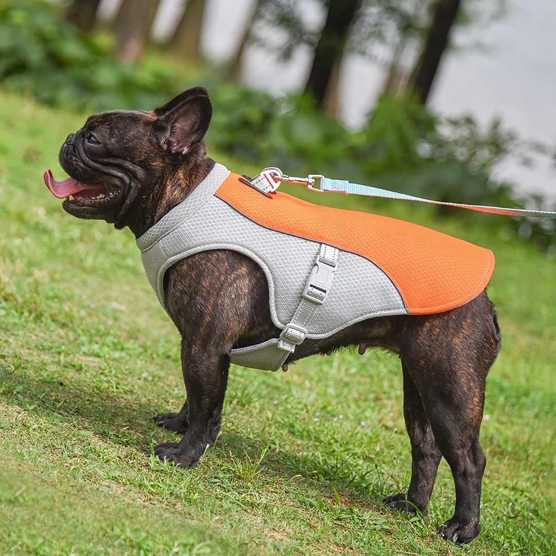 Refreshing Heat Protection for Dogs During Summer