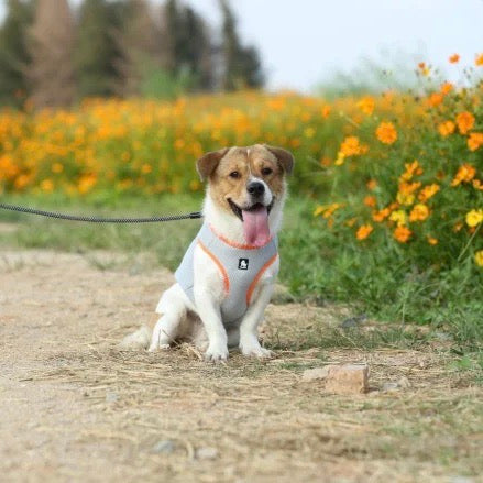 Accurate Temperature Measurement for Your Pet's Well-being