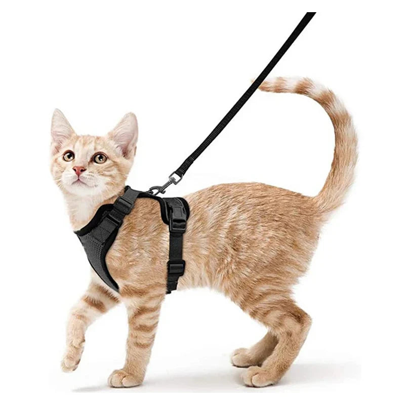 Comfortable and Safe Walking Harness for Cats