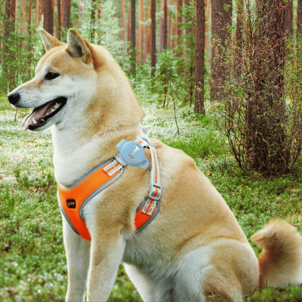 Keep Your Pet Reliable and Always in the Know