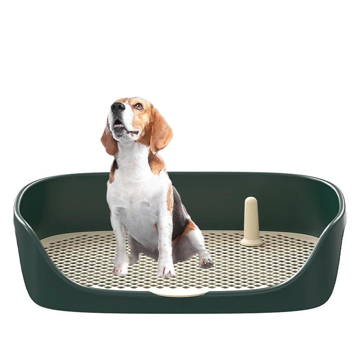 Potty Train Your Dog