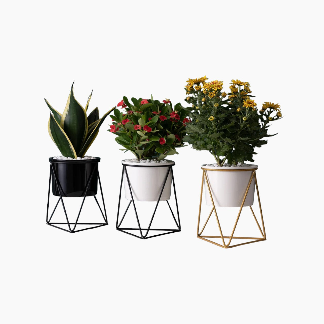 Elegant ceramic pot with iron stand - Modern planter for air plants and succulents